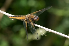 David Plant Photography - Wildlife Photography - Scarce chaser - J